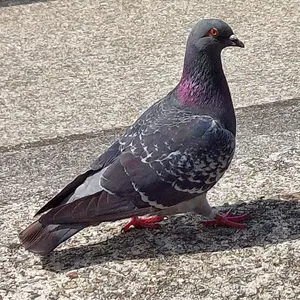 芹澤優 直筆サイン入りブロマイド - メルカリ