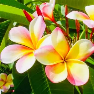 プルメリア