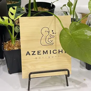 ラフィドフォラ テトラスペルマ ヒメモンステラ 斑入り not パラゴン ラフィドフォラ テトラスペルマ ヒメモンステラ 斑入り not パラゴン