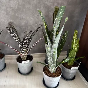 Adenium obesum variegata アデニウム・オベスム 斑入り - メルカリ