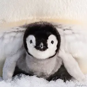 三辻愛子様専用取置き】Microsoft Surface Go - メルカリ