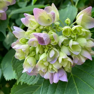 フーディン　ポケモンカード HP80 No.005 フーディン LV.80 ポケモンカード No.005 - メルカリ