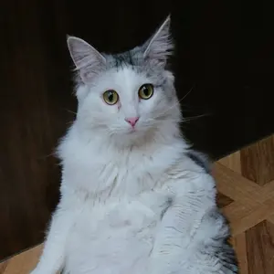 ロブスター