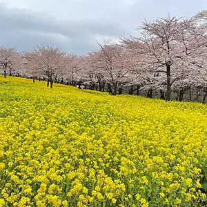 新テニスの王子様 テニプリ ブラホワ グリッター缶バッジ 越前