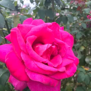 送料無料】タオライアー ソウルサウンドライアー - メルカリ