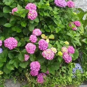 早霧せいな 『るろうに剣心』 パンフレット、お写真、ポストカード