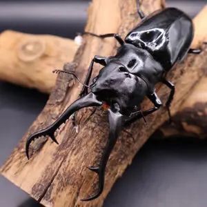 ロメオNo.3 エバードロー セット - メルカリ