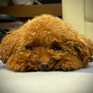 OBAステアリング 希少丸穴32.5パイ ボス付き - メルカリ