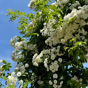 BEARDSLEY パール釦フレンチスリーブ 白ホワイト - メルカリ