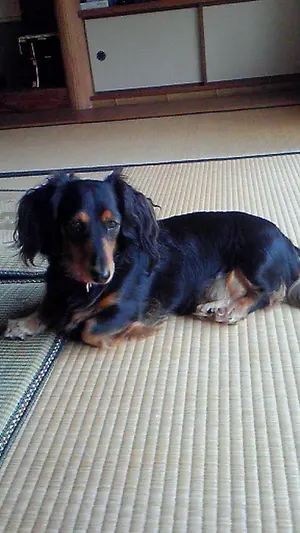 ハンドメイド ドイリー薔薇とカトレア らっちゃん様専用 - メルカリ