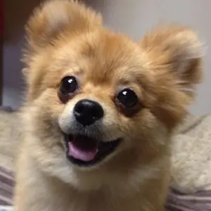 ❗️値下げ❗️Worksbell RAPFIXショートボストヨタ537sJZX110 - メルカリ