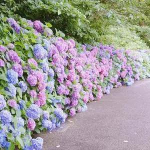 美品✨アクアスキュータム　トレンチコート　クラブチェック　ライナー付　大草直子 Aquascutum x Okusa Naoko