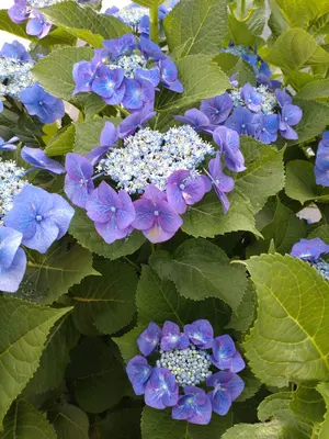 IMP. DEPART7URE Blu-ray 2024 初回生産限定盤 - メルカリ