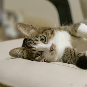 トロンボーン レバー GAT - メルカリ