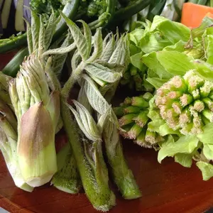 ALFEE展 メモリアルブック 祭りまんじゅう 特典付き ALFEE展 メモリアルブック 祭りまんじゅう 特典付き