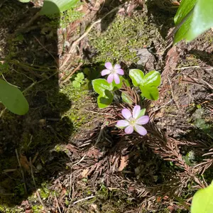 たこ