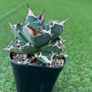 アガベチタノタ fo-076 親株 (検)オテロイ シーザー 白鯨 姫厳竜