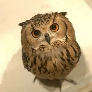 ノベルティ 色々詰め合わせ ピョンちゃんBOX - メルカリ