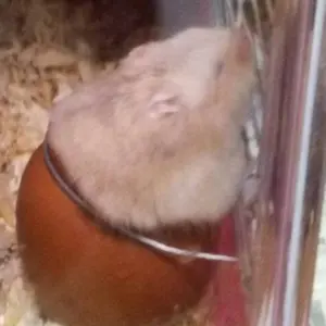 ひな★プロフ一読お願いします★