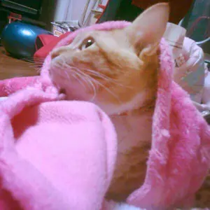 専用❤みかん♥もっちりニット★ひんやり冷感タオル♥ラメりぼん。 専用❤みかん♥もっちりニット☆ひんやり冷感タオル♥ラメりぼん