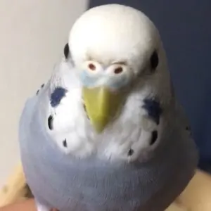 S*X様 ライブDio ZX キタコ　デジタルメーター&デイトナ　ガソリンメータ S*X様 ライブDio ZX キタコ デジタルメーター&デイトナ ガソリン