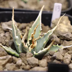 アガベ　甲蟹×屈原の舞扇　No15矮性個体　胴切り子株 アガベ 甲蟹×屈原の舞扇 No15矮性個体 胴切り子株 - メルカリ