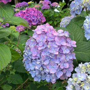 ヴァンガード フェスティバルブースター2025 30BOX 未開封 カートン