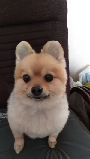 アンジェイ・ワイダ DVD-BOX3〈3枚組〉 - メルカリ