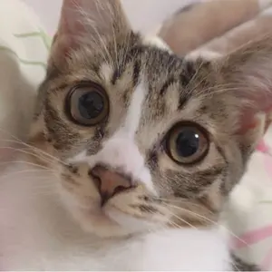 さいとう