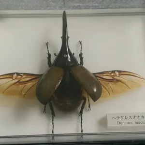 新ムシキング SGR レギウスツヤクワガタ 新ムシキング ノーキラSGRレギウスツヤクワガタ(グー熱ブースター