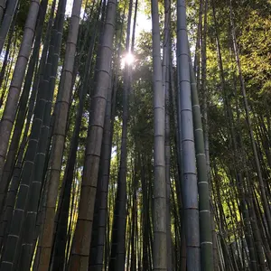販売中