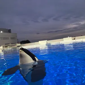 光の伝説 麻生いずみ 直筆サイン入り年賀状 - メルカリ