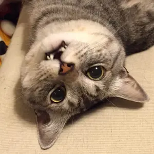 konron ベビースカル　ブレスレット konron ベビースカル ブレスレット - メルカリ