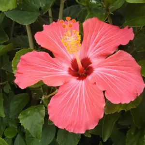 中国切手 使用済 努力完成第一個五年建設計画 18種 未開封 - メルカリ