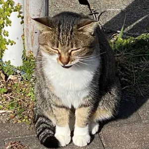 キタ