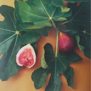 Salvatore Ferragamo カモ 水鳥 カーキ 大判 スカーフ Salvatore Ferragamo カモ 水鳥 カーキ 大判 スカーフ