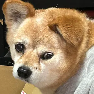 深川磁器 高級歌舞伎 人形 大型 - メルカリ