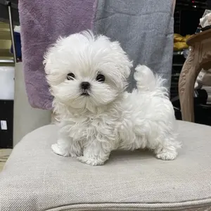 名取さな 献血クリアファイル ネットプリントラバーストラップ フィギュア まとめ 名取さな 献血クリアファイル ネットプリントラバーストラップ