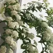 nene様ご相談用　茨城県笠間産　生栗 nene様ご相談用 茨城県笠間産 生栗 - メルカリ