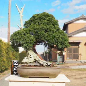 五葉松 盆栽 直幹 大品 - メルカリ