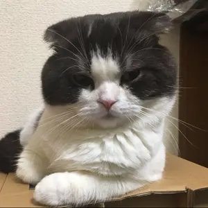 drap　アニメイト　オンリーショップ　佐倉リコ　パステルパープル　サイン　色紙 リコ」検索結果 | アニメイト