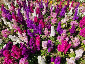 ベルヴィル 300 DES ST デザートブーツ スチールトゥ US7.5W - メルカリ