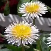 白百合学園 ノート 非売品 - メルカリ