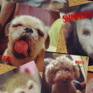 矢沢あい展 マルチポーチ 3種類コンプリート 矢沢あい展 グッズ 描き下ろしイラスト マルチポーチ バンド - メルカリ