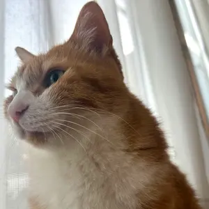 秋の同人誌ポストカード 配布フェア 2025 しおからにがい先生 藤埜先生