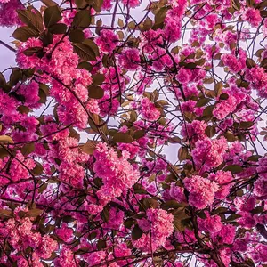 極美品 ニコールサルダナ 24.0 ミュール サンダル レザー