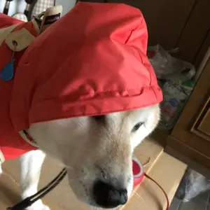 AKG K3003 & K3003i(MMCX化済)+CN120-3.5 - メルカリ