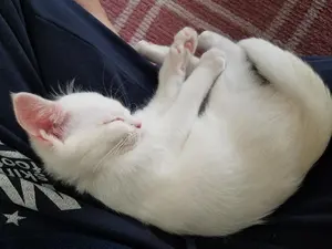 阿武隈川産 埋もれ木（小） 新古今和歌集に詠まれた本物の伝承品