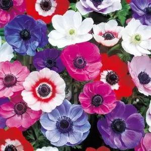 チマラ　chimala for luxe DENIM MONRO　26 チマラ chimala for luxe DENIM MONRO 26 - メルカリ