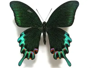 蝶標本 ザルモクシスオオアゲハ | Shop at Mercari from Japan! | Buyee